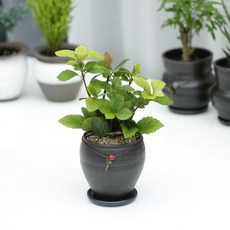 수지안화분