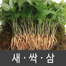 장성 새싹삼 새싹인삼 특 대 중 소, 1박스, 대 (50뿌리)