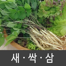 장성 새싹삼 새싹인삼 특 대 중 소, 1박스, 중 (30뿌리)