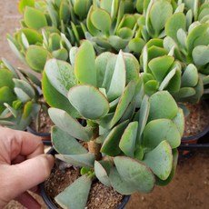 염좌꽃