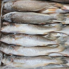 자갈치닷컴 민어조기(몽실이) 4P 29~31cm전후 48마리전후 뾰족조기, 1박스