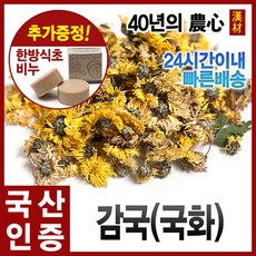 감국화
