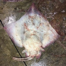 흑산도어부 흑산도 홍어 (산지직송), 5kg(암치-안삭힘), 1개