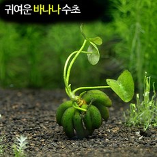 사지타리아