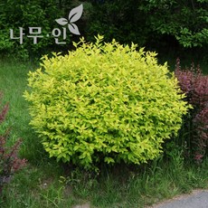 조팝나무 TOP01