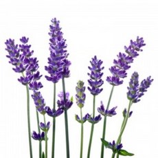 엘라프렌시스샌더스