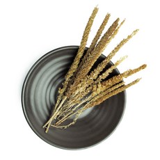 [동광한방몰] 와송/국내산 200g, 1개, 600g