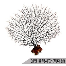블랙시판(특대)/바다산호초/25cm이상/소라게/어항장식