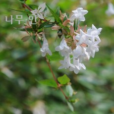꽃댕강나무