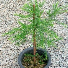 티트리화분