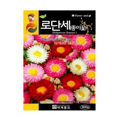 분꽃