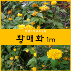 황매화