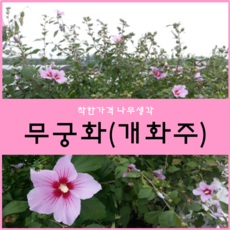 무궁화나무