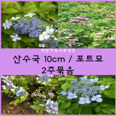 배브릭작품산수국