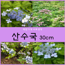 배브릭작품산수국
