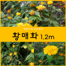 황매화