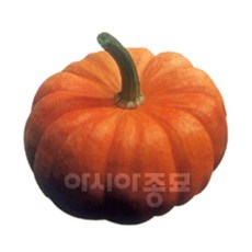 조선애호박
