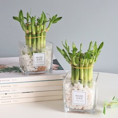 모리앤 공기정화 개운죽 수경재배 식물, 혼합색상, 2세트