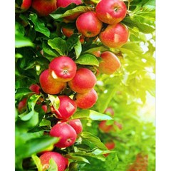 알로데 싱그러운 사과 풋사과 DIY 보석십자수 라운드 40 x 50 cm, 9, 1개