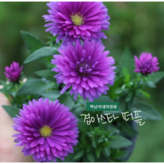 겹아스타 [4포트] 퍼플 (복남이네 야생화 모종 아스터 aster), 1개