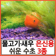 수초하우스) 물고기 새우 은신용 쉬운 수초 3종 세트, 1세트(총15줄기)