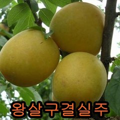 왕살구 3-4년 결실주 1그루 나무 묘목 유실수 과실수, 1개