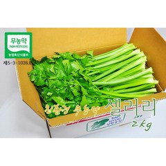 [삼현농장] 친환경 무농약 다용도 셀러리 2kg / 평일 오전 10시주문까지 수확 발송, 1box