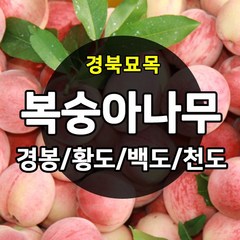 [경북농원] 복숭아나무 접목묘 특선 (경봉/백도/황도/천도/신비), 천도 접목 상묘, 1개