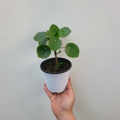 공기정화식물 외목대 수형 필레아페페 20-35cm 139