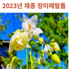 2023년 채종 고급스런 겹 매발톱 장미 매발톱 꽃 씨앗 100립, 화이트 핑크겹 매발톱(혼합)