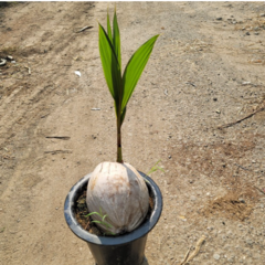 코코넛야자( 수입식물) 오랜만에 나온아이에요 80~90cm, 1개