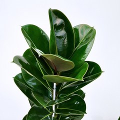 [꽃파는농부] 분위기있는 공기정화식물 소피아 고무나무(대품 140cm내외)