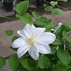 행복한꽃순이 클레마티스(으아리) 흰색, 1개