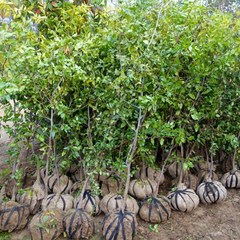 [과수] 대왕대추 나무 묘목 (직경 2~4cm) 농장직송, 직경2cm(결실주), 1개