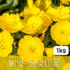 [조이가든] 야생화씨앗_달맞이꽃 - 1kg, 1개