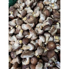 [젊은농부] 송화버섯 못난이 5kg 10kg 업소용 음식점 공품 파지 건조용 국물용, 못난이5kg, 1개