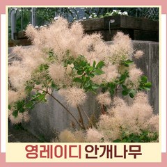 안개나무 묘목 영레이디 개화주(분) 1개