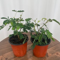 미모사 신경초 1+1 온정원 공기정화식물