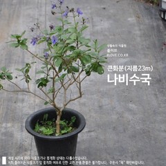 나비수국(큰화분), 1개