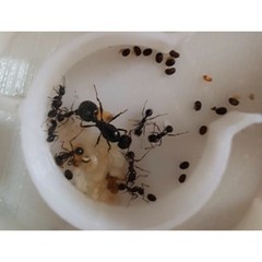 짱구개미 여왕 2마리 일개미 1~5 마리