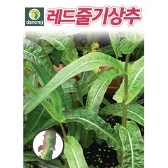 레드 줄기상추씨앗 (1000립) 궁채, 1개