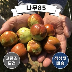 (나무85) 대추나무묘목 7종 시리즈 중 택1, 7.사과대추 R3 내외 분, 1개