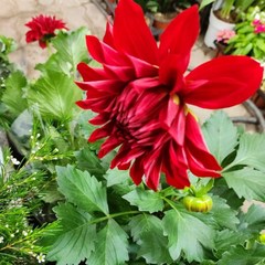빨간 다알리아 대형 겹꽃 포트 꽃화분 구근식물화분, 1개