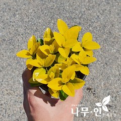 [나무인] 황금사철나무 포트묘 5개