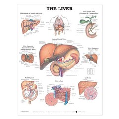 The Liver Chart
