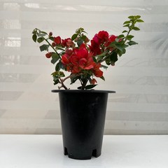 [다은꽃농원]부겐베리아 부겐빌레아 중품 빨강꽃 키우기쉬운 실내공기정화식물 인테리어, 1개