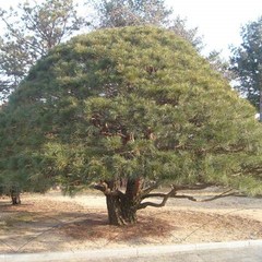 [충북농원] 반송 둥근소나무 묘목 - 1~3년생접목묘, 접목/3년생, 1개