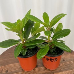 만병초 1+1 온정원 공기정화식물