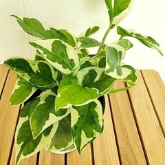 [SH] 엔젤스킨 키우기 쉬운 실내 공기청정 화훼농장 식물 ( SH 62000EA ), 본상품