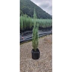 ﻿[착한가격] 조경수 블루애로우 향나무 숨쉬는 트리웰 뿌리화분 묘목 h : 90~100cm전후, 1, 1개